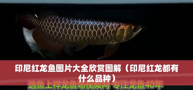 印尼紅龍魚圖片大全欣賞圖解（印尼紅龍都有什么品種）