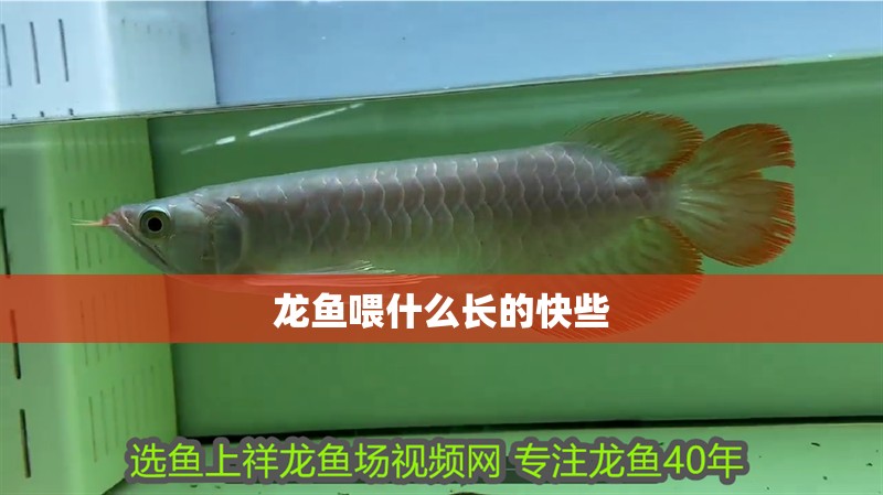 龍魚喂什么長的快些 龍魚百科 第2張 龍魚喂什么長的快些 龍魚喂什么長的快些 龍魚百科 第2張