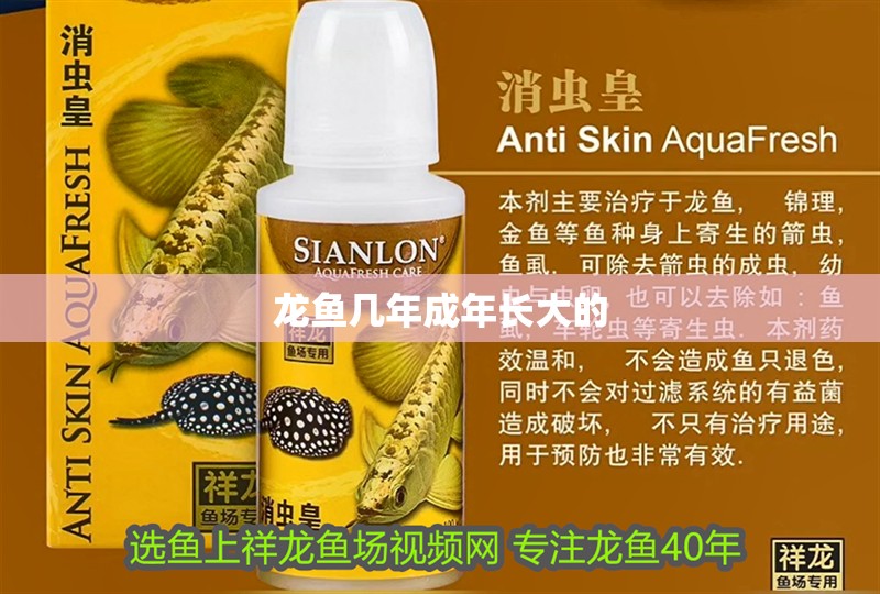龍魚幾年成年長大的