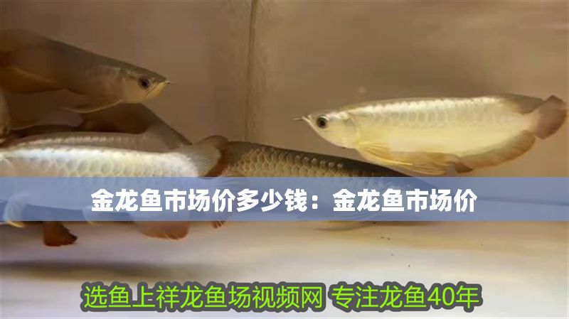 金龍魚市場價多少錢：金龍魚市場價