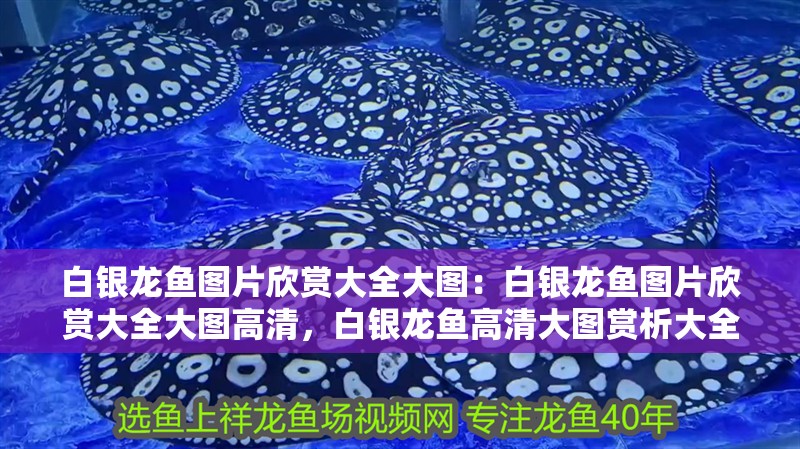 白銀龍魚圖片欣賞大全大圖：白銀龍魚圖片欣賞大全大圖高清，白銀龍魚高清大圖賞析大全