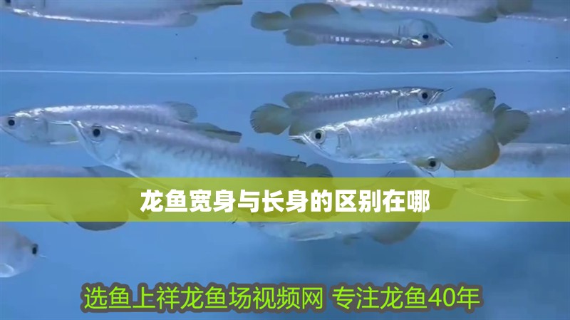 龍魚寬身與長身的區別在哪