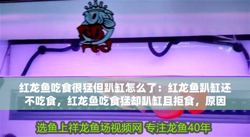 紅龍魚吃食很猛但趴缸怎么了：紅龍魚趴缸還不吃食，紅龍魚吃食猛卻趴缸且拒食，原因