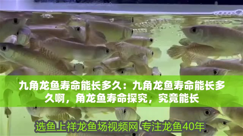 九角龍魚壽命能長多久：九角龍魚壽命能長多久啊，角龍魚壽命探究，究竟能長