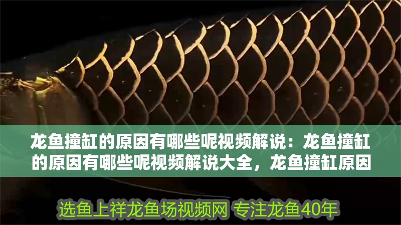 龍魚(yú)撞缸的原因有哪些呢視頻解說(shuō)：龍魚(yú)撞缸的原因有哪些呢視頻解說(shuō)大全，龍魚(yú)撞缸原因全解析，視頻