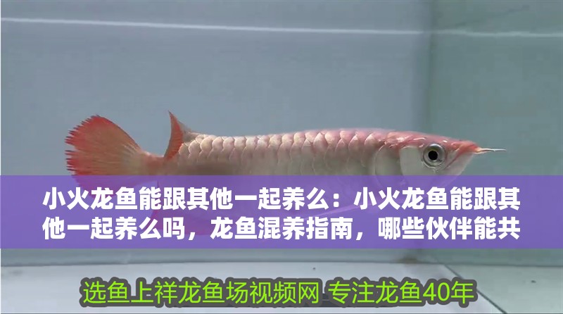 小火龍魚能跟其他一起養么：小火龍魚能跟其他一起養么嗎，龍魚混養指南，哪些伙伴能共處一缸？