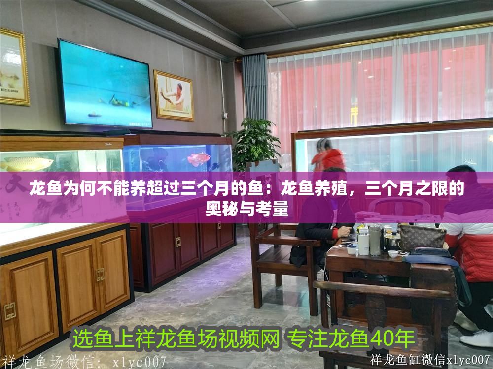 龍魚為何不能養(yǎng)超過三個(gè)月的魚：龍魚養(yǎng)殖，三個(gè)月之限的奧秘與考量