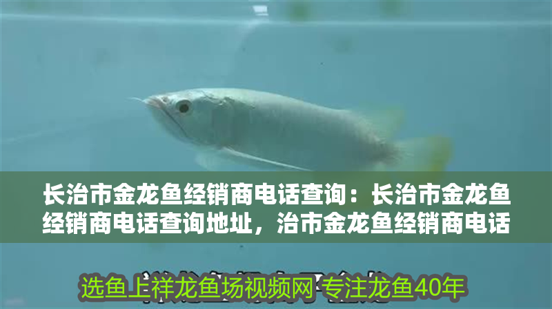 長治市金龍魚經銷商電話查詢：長治市金龍魚經銷商電話查詢地址，治市金龍魚經銷商電話及地址
