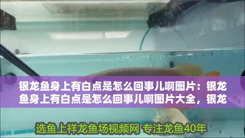 銀龍魚身上有白點是怎么回事兒啊圖片：銀龍魚身上有白點是怎么回事兒啊圖片大全，銀龍魚身上現(xiàn)白點原因及