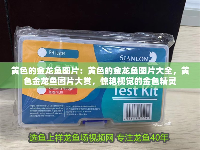 黃色的金龍魚圖片：黃色的金龍魚圖片大全，黃色金龍魚圖片大賞，驚艷視覺的金色精靈