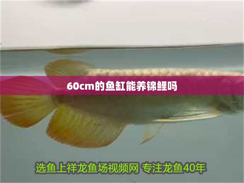 60cm的魚缸能養錦鯉嗎