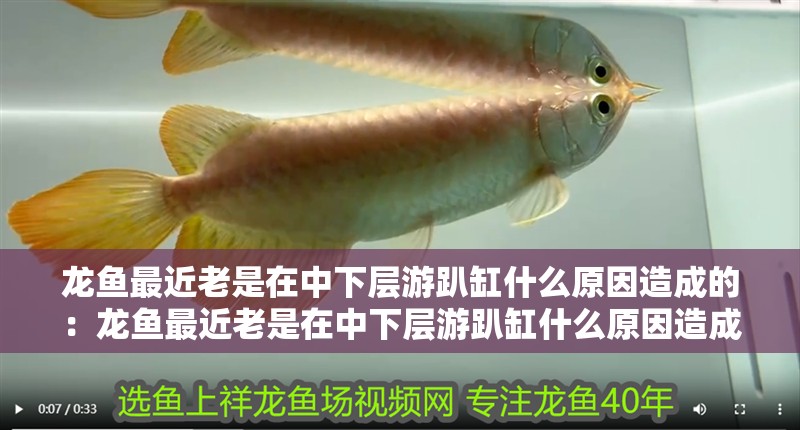 龍魚最近老是在中下層游趴缸什么原因造成的：龍魚最近老是在中下層游趴缸什么原因造成的呢，魚常趴缸于中下層，原因