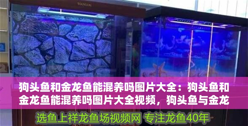 狗頭魚和金龍魚能混養嗎圖片大全：狗頭魚和金龍魚能混養嗎圖片大全視頻，狗頭魚與金龍魚混養可行性探究，圖片視頻
