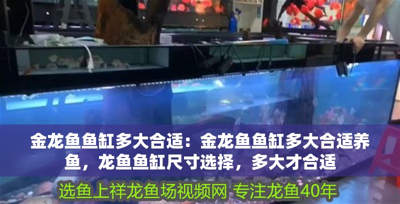 金龍魚魚缸多大合適：金龍魚魚缸多大合適養魚，龍魚魚缸尺寸選擇，多大才合適