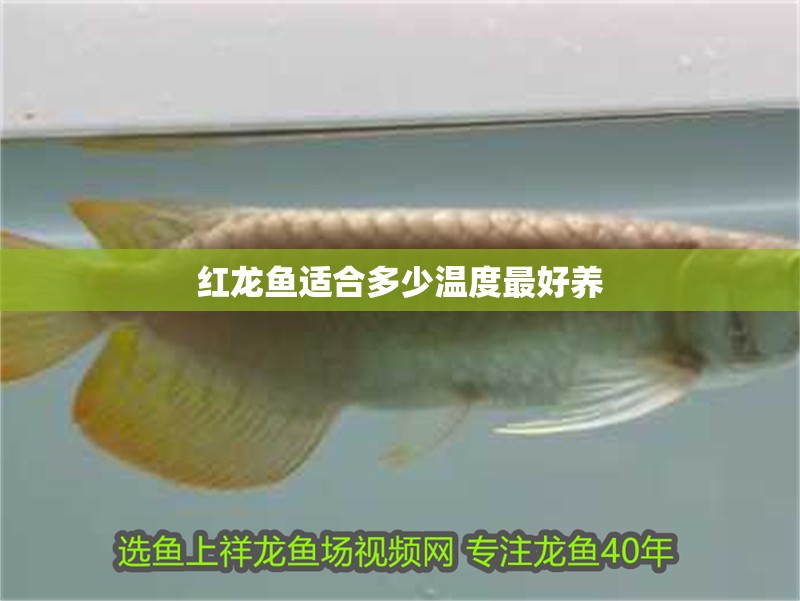 紅龍魚適合多少溫度最好養(yǎng)