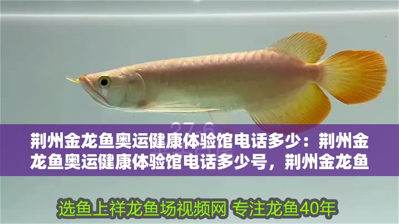 荊州金龍魚奧運健康體驗館電話多少：荊州金龍魚奧運健康體驗館電話多少號，荊州金龍魚奧運健康體驗館聯系電話