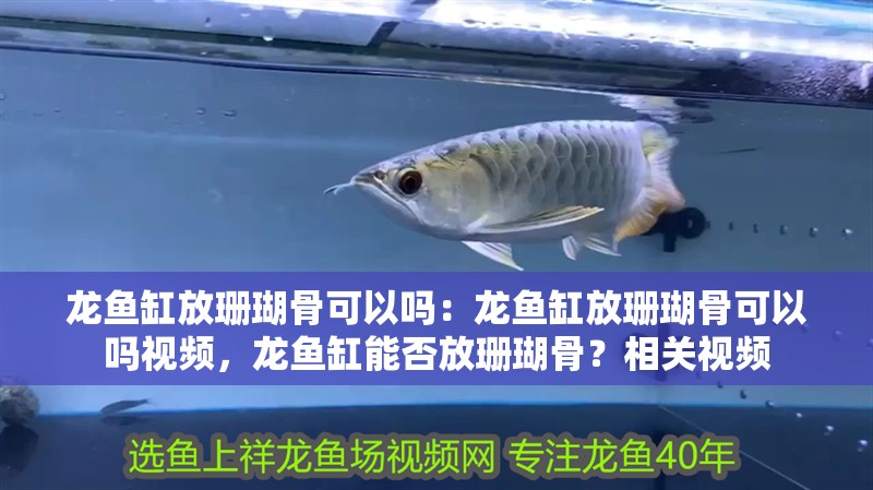 龍魚缸放珊瑚骨可以嗎：龍魚缸放珊瑚骨可以嗎視頻，龍魚缸能否放珊瑚骨？相關視頻