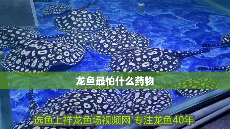 龍魚最怕什么藥物