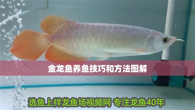 金龍魚養魚技巧和方法圖解
