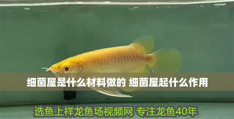 細菌屋是什么材料做的 細菌屋起什么作用