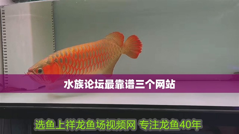 水族論壇最靠譜三個網站