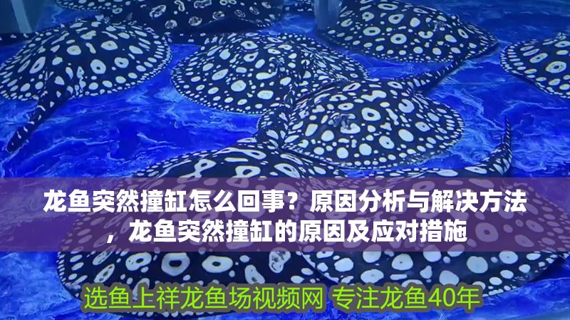 龍魚突然撞缸怎么回事？原因分析與解決方法，龍魚突然撞缸的原因及應對措施