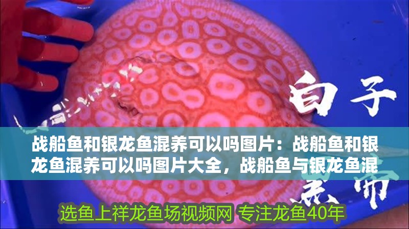 戰船魚和銀龍魚混養可以嗎圖片：戰船魚和銀龍魚混養可以嗎圖片大全，戰船魚與銀龍魚混養可行性探究及圖片展示