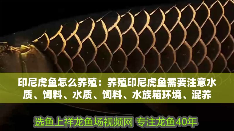 印尼虎魚怎么養殖：養殖印尼虎魚需要注意水質、飼料、水質、飼料、水族箱環境、混養