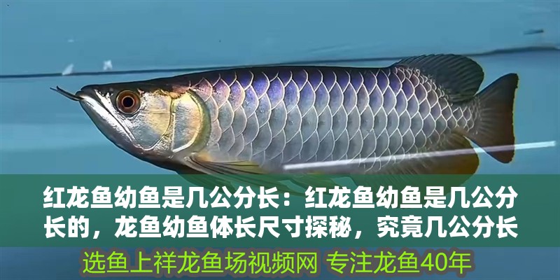 紅龍魚幼魚是幾公分長：紅龍魚幼魚是幾公分長的，龍魚幼魚體長尺寸探秘，究竟幾公分長 紅龍魚幼魚是幾公分長：紅龍魚幼魚是幾公分長的，龍魚幼魚體長尺寸探秘，究竟幾公分長 水族問答