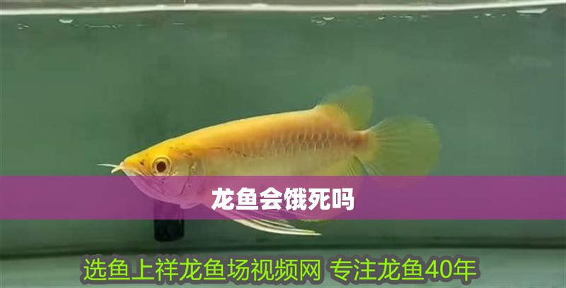 龍魚會餓死嗎 龍魚會餓死嗎 龍魚百科 第2張