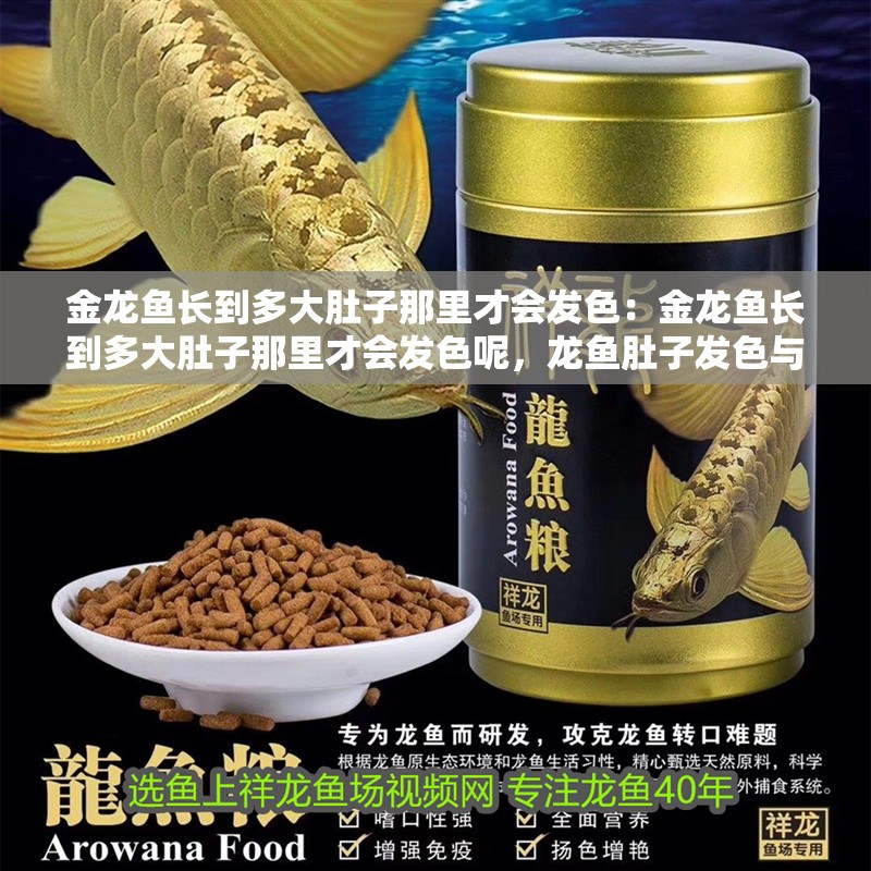 金龍魚長到多大肚子那里才會發色：金龍魚長到多大肚子那里才會發色呢，龍魚肚子發色與體型大小的關系 金龍魚長到多大肚子那里才會發色：金龍魚長到多大肚子那里才會發色呢，龍魚肚子發色與體型大小的關系 水族問答