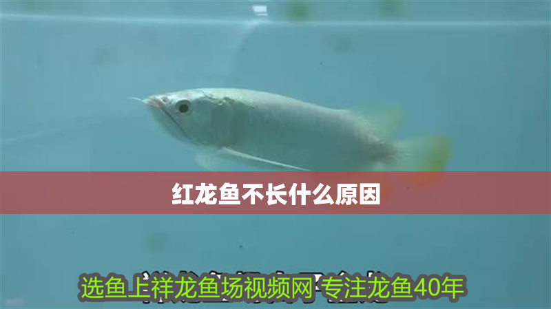 紅龍魚不長什么原因
