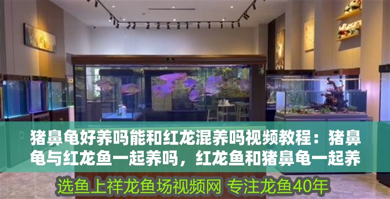豬鼻龜好養(yǎng)嗎能和紅龍混養(yǎng)嗎視頻教程：豬鼻龜與紅龍魚一起養(yǎng)嗎，紅龍魚和豬鼻龜一起養(yǎng)嗎