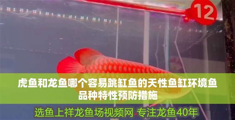 虎魚和龍魚哪個容易跳缸魚的天性魚缸環境魚品種特性預防措施
