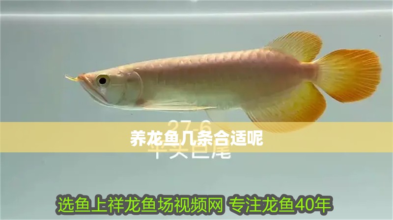 養(yǎng)龍魚幾條合適呢