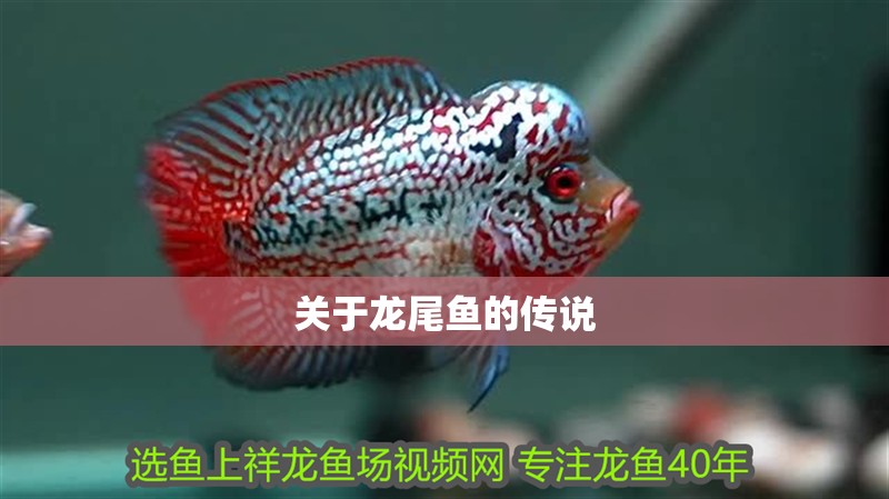 關于龍尾魚的傳說