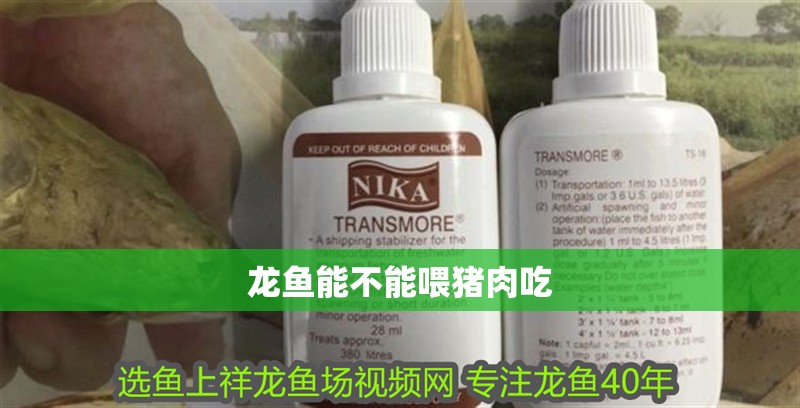 龍魚能不能喂豬肉吃