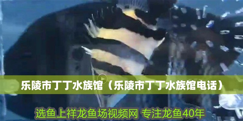 樂陵市丁丁水族館（樂陵市丁丁水族館電話）