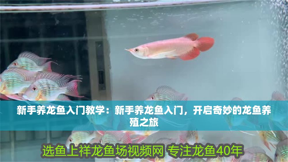 新手養(yǎng)龍魚入門教學(xué)：新手養(yǎng)龍魚入門，開啟奇妙的龍魚養(yǎng)殖之旅