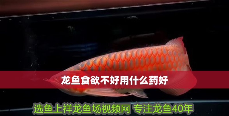 龍魚食欲不好用什么藥好