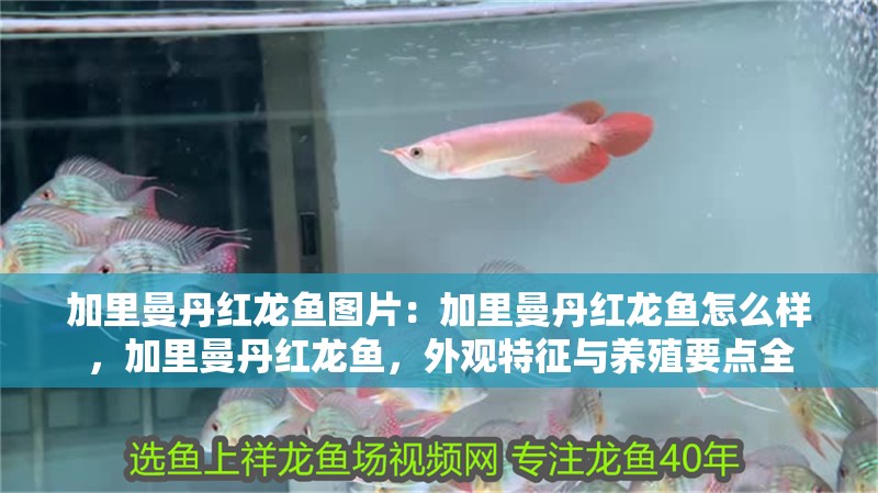 加里曼丹紅龍魚圖片：加里曼丹紅龍魚怎么樣，加里曼丹紅龍魚，外觀特征與養殖要點全