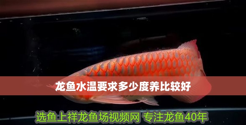 龍魚水溫要求多少度養比較好 龍魚百科 第2張 龍魚水溫要求多少度養比較好 龍魚水溫要求多少度養比較好 龍魚百科 第2張