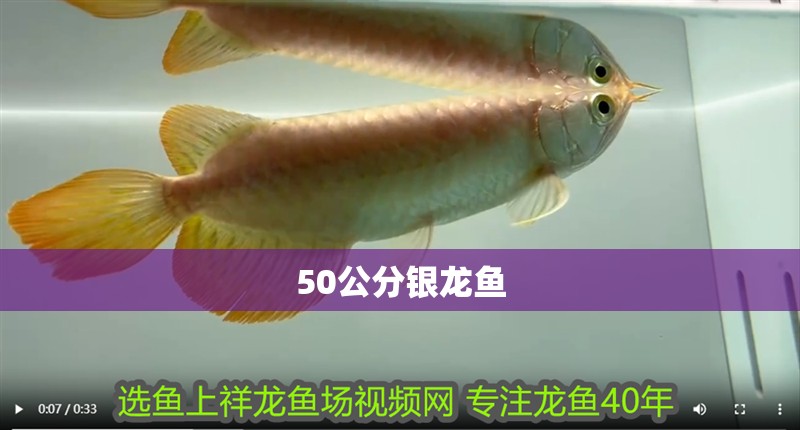 50公分銀龍魚(yú)