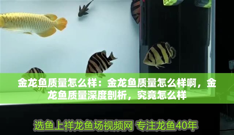 金龍魚質量怎么樣：金龍魚質量怎么樣啊，金龍魚質量深度剖析，究竟怎么樣