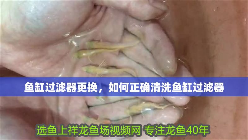 魚缸過濾器更換，如何正確清洗魚缸過濾器