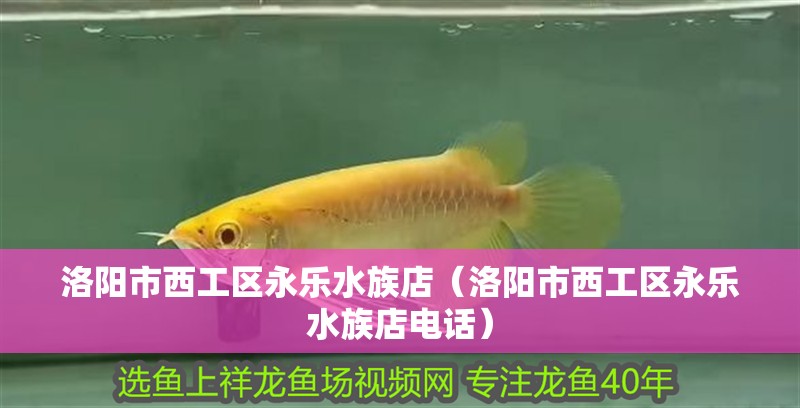 洛陽市西工區永樂水族店（洛陽市西工區永樂水族店電話）