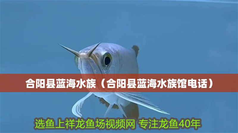 合陽縣藍(lán)海水族（合陽縣藍(lán)海水族館電話）