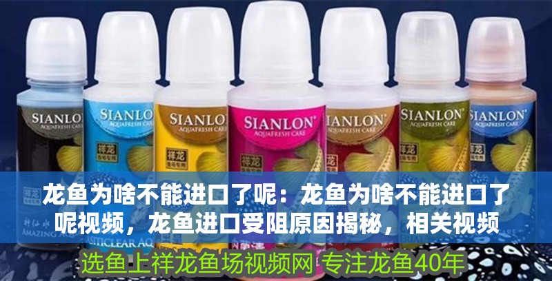 龍魚為啥不能進口了呢：龍魚為啥不能進口了呢視頻，龍魚進口受阻原因揭秘，相關視頻