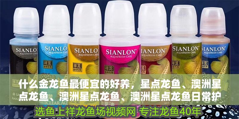 什么金龍魚最便宜的好養，星點龍魚、澳洲星點龍魚、澳洲星點龍魚、澳洲星點龍魚日常護理要點
