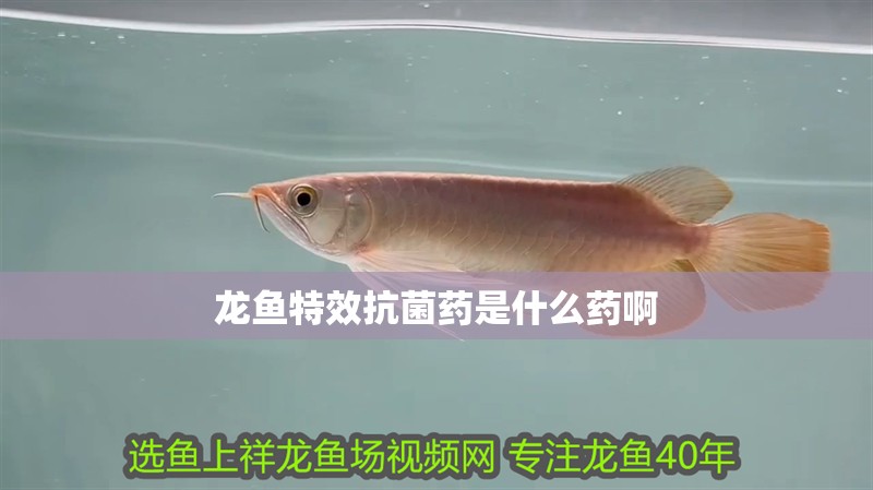 龍魚(yú)特效抗菌藥是什么藥啊